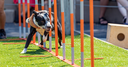 Canine Champions for Conservation - July 17, 2026