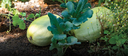 Garden Class: Smart Summer Gardening